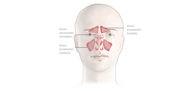 Los senos paranasales - Apoteca Natura