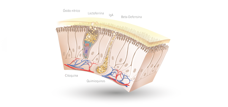 Mucosa nasal - Apoteca Natura