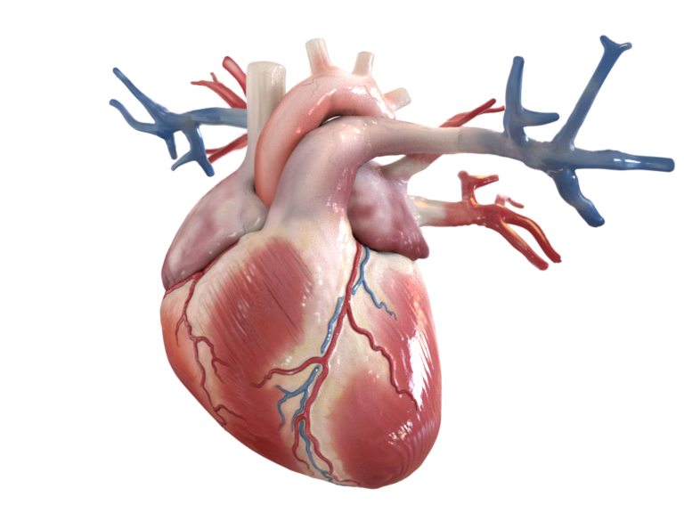 Aparato Cardiovascular - Apoteca Natura