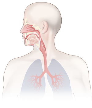 Única vía respiratoria - Apoteca Natura