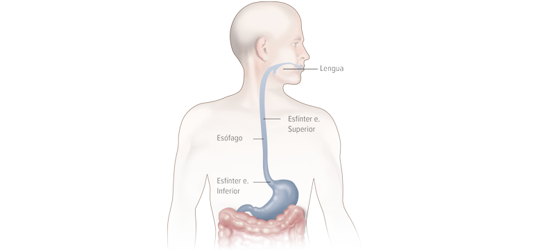 Esfínter esofágico superior y el esfínter esofágico inferior - Apoteca Natura