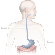 El esófago - Apoteca Natura
