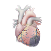 Tipos de enfermedades cardiovasculares - Apoteca Natura