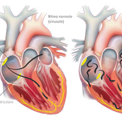 Ritmo cardíaco normal (nodo sinoauricular) - Apoteca Natura