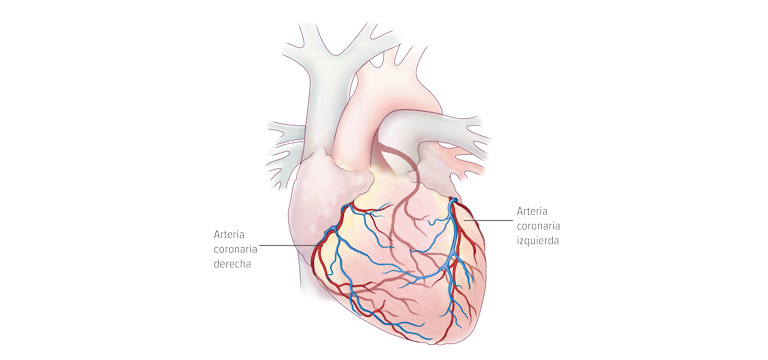 Las arterias coronarias - Apoteca Natura