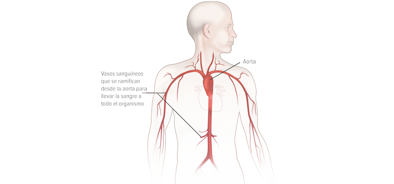 Aorta - Apoteca Natura