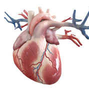 Cardiopatía isquémica - Apoteca Natura