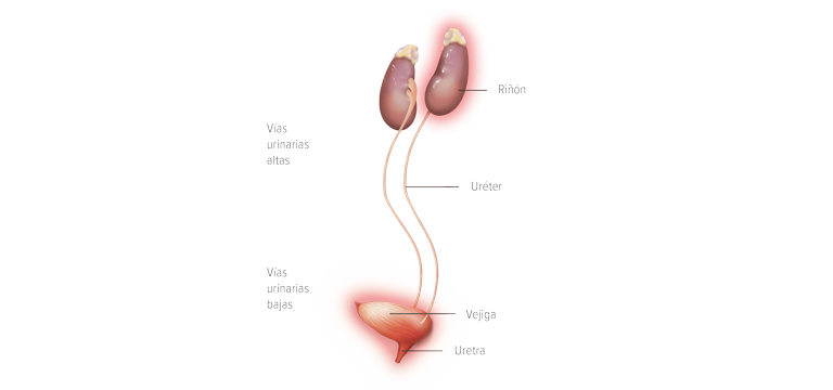 Vías urinarias superiores - Apoteca Natura