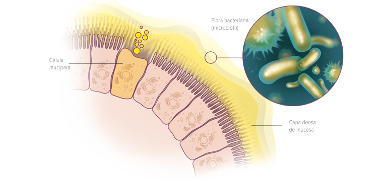 La mucosidad del aparato gastrointestinal - Apoteca Natura