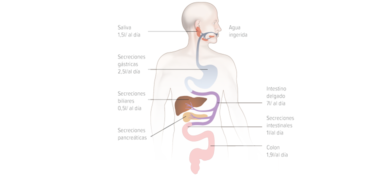 Las funciones del intestino - Apoteca Natura