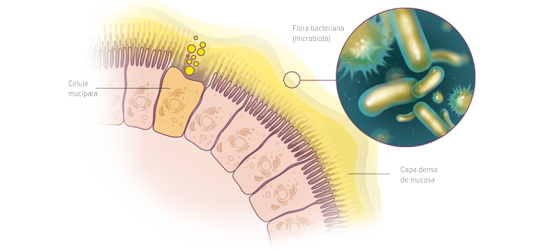 Microbiota intestinal - Apoteca Natura