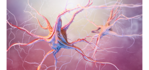 Sistema nervioso entérico - Apoteca Natura