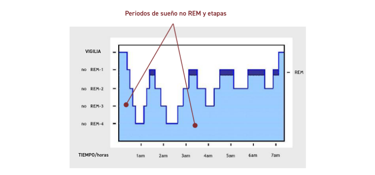 Sueño no REM - Apoteca Natura