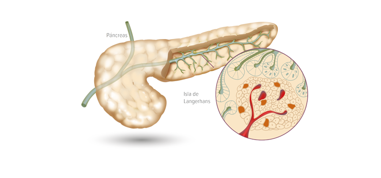 Páncreas - Apoteca Natura