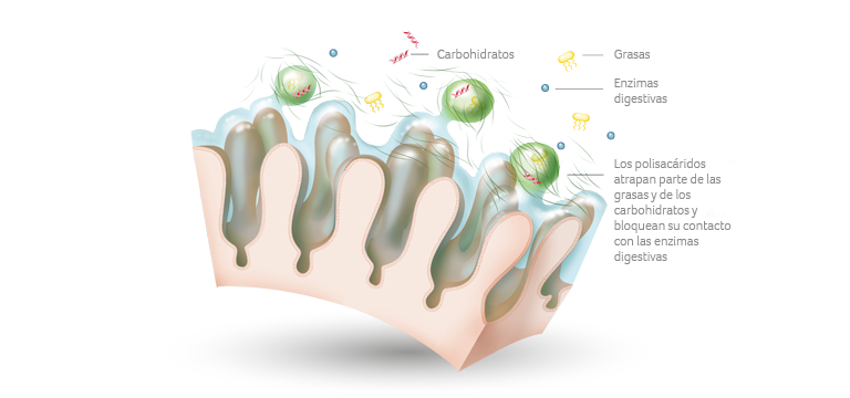 polisacáridos no digeribles? - Apoteca Natura