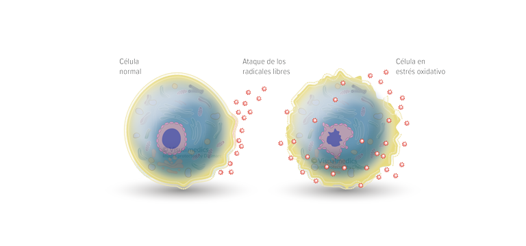 ¿Qué es el «estrés oxidativo»? - Apoteca Natura