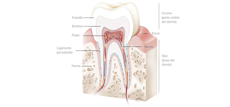 El diente y los tejidos de soporte - Apoteca Natura