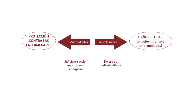 Los sistemas antioxidantes endógenos del organismo - Apoteca Natura