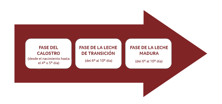 Cambios en la composición de la leche materna - Apoteca Natura