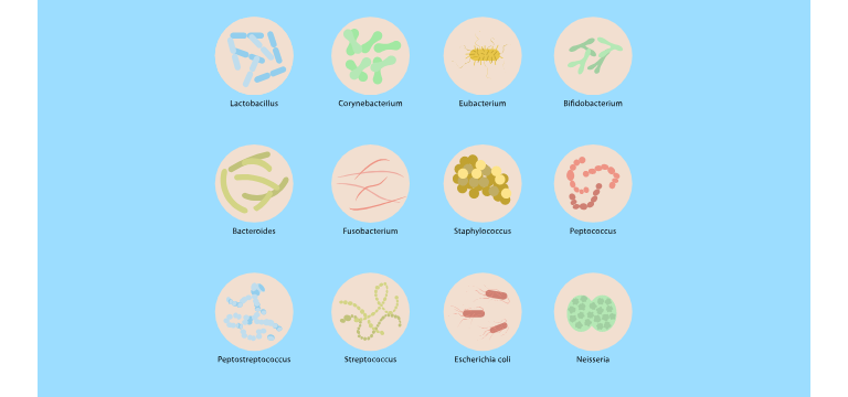 Flora bacteriana de la leche materna (microbioma) - Apoteca Natura