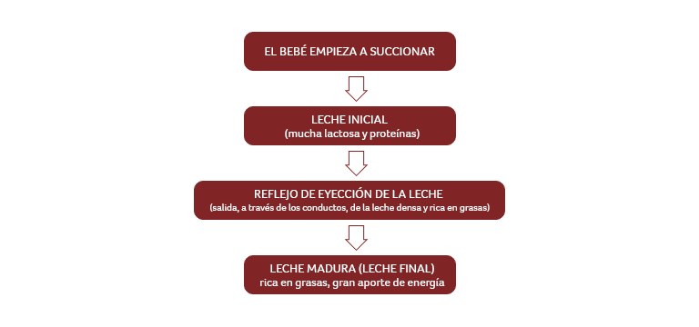 Variaciones de la leche en las diversas fases de la toma - Apoteca Natura