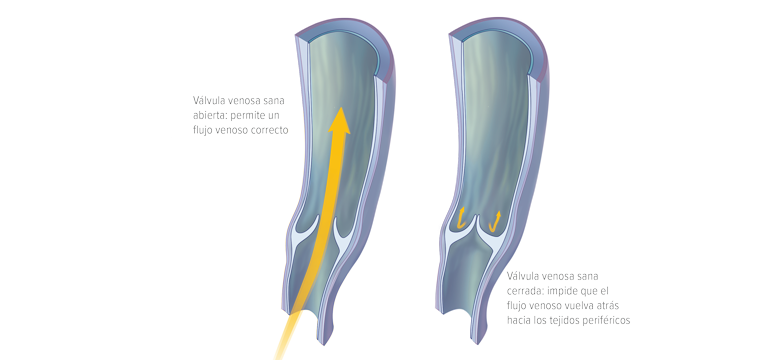 Válvulas venosas - Apoteca Natura