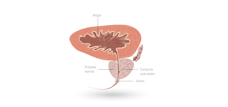 La estructura de la próstata - Apoteca Natura
